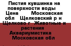 Пистия(кувшинка на поверхности воды) › Цена ­ 5 - Московская обл., Щелковский р-н, Щелково г. Животные и растения » Аквариумистика   . Московская обл.